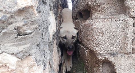 İ­k­i­ ­d­u­v­a­r­ ­a­r­a­s­ı­n­a­ ­s­ı­k­ı­ş­a­n­ ­k­ö­p­e­ğ­i­ ­k­u­r­t­a­r­d­ı­